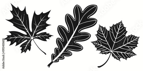 Three different types of leaves showcasing their unique shapes and structures. Vector