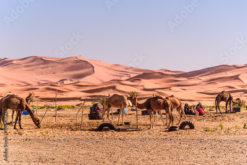 Nomads and camels gathered at makeshift desert camp with sweeping Erg Chebbi dunes