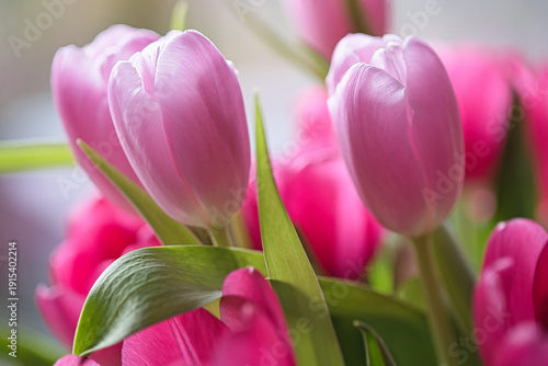 From Holland pink tulips reaching the light closeup photo