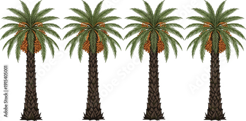 Set of four detailed date palm trees with ripe fruit bunches isolated on white background vector illustration for tropical nature and middle eastern landscape.