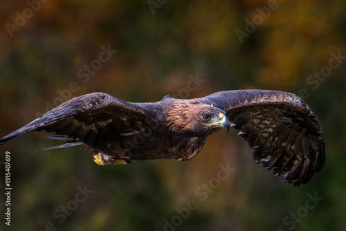 Golden Eagle (Aquila chrysaetos) close up