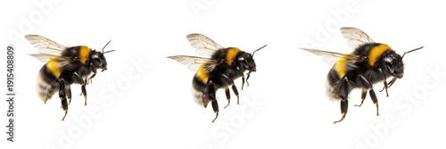 Realistic Bumblebees Set, Flying Honey Bees Collection Isolated on Transparent PNG