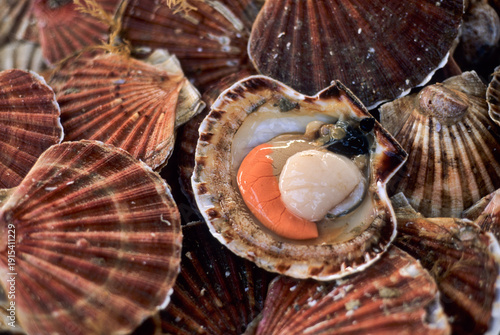 King scallop, Pecten maximus, Port-en-Bessin, Calvados department, Lower Normandy region, Northwestern France