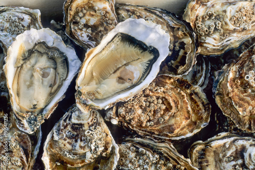 Oysters, Port-en-Bessin, Calvados department, Lower Normandy region, Northwestern France