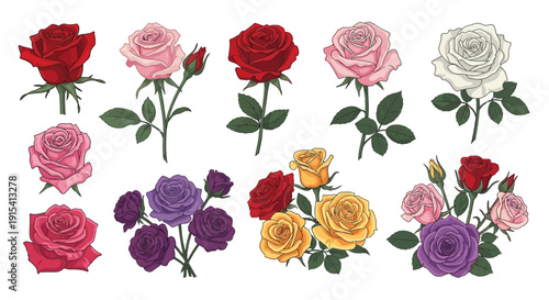 Colorful roses in various shades and arrangements on white background