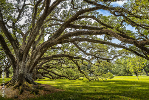 Ancient Live Oak With Wide Spreading Branches and Mossy Roots in Sunlit Park