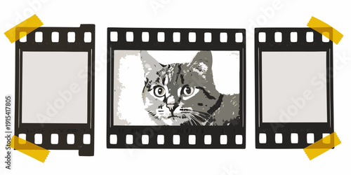 Three film strips with a portrait of a grey tabby cat displayed