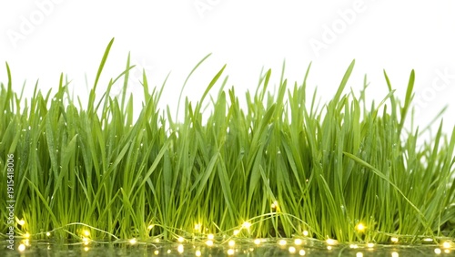 Fresh Green Grass Border with Illuminated Dew Drops and Blades of Grass