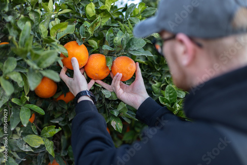Fotografie Man picking oranges from a tree