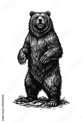 A powerful black and white engraving of a majestic bear standing on its hind legs, mouth slightly open, capturing the raw essence of wild nature and its formidable presence, presented as a vintage, de