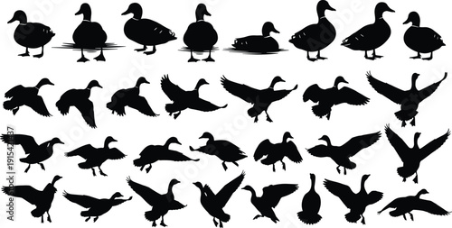 Duck silhouette collection with swimming, standing and flying poses isolated on white background, black waterfowl bird set for wildlife design
