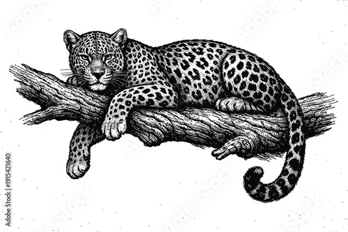 Majestic leopard vintage engraving, a detailed black and white illustration depicting the powerful big cat resting gracefully on a sturdy tree branch, capturing its serene presence and wild beauty.