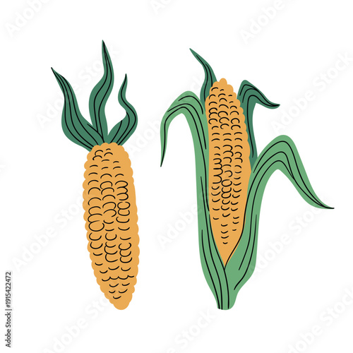  vector illustration a pair of corn cobs isolated on a white background. It is perfect for topics related to agriculture, healthy food, and farming.
