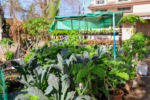 A kale garden features rows of leafy green kale thriving in rich, well-drained soil. It offers nutritious harvests
