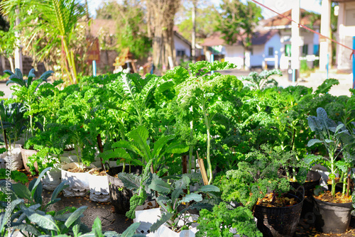A kale garden features rows of leafy green kale thriving in rich, well-drained soil. It offers nutritious harvests
