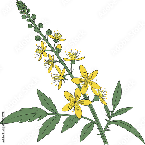 Cuadro en lienzo branch of agrimony flower