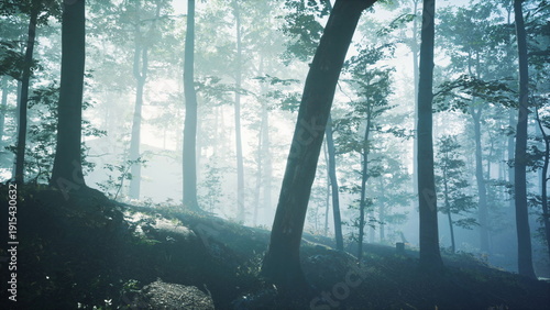 Morning light gently breaks through the fog, creating a serene atmosphere in the forest. Tall trees stand proudly, while soft shadows play on the forest floor.