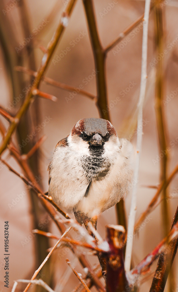 Fototapeta premium portrait of a sparrow sitting on a branch close up