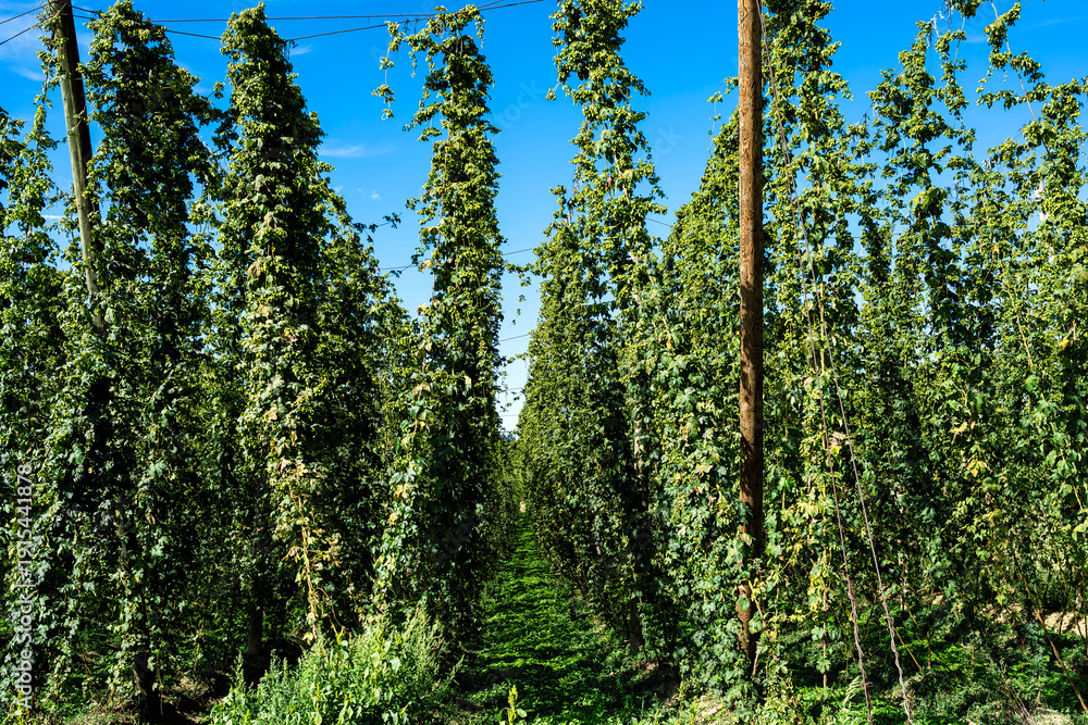 Fototapeta premium Hopfengarten