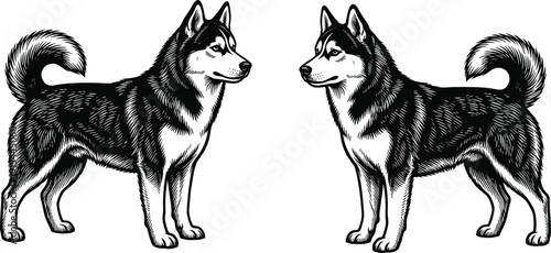 Siberian Husky Dog Illustration Pair in Vintage Engraving Style Detailed Black and White Vector Isolated on Light BackgroundSiberian Husky Dog Illustration Pair in Vintage Engraving 