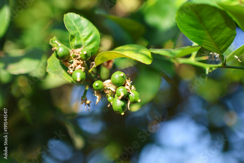 The lemon tree is heavy with brigh, hanging among glossy green leaves. Its fresh citrus scent fills the air, promising a bountiful, juicy harvest in the sunny garden.
