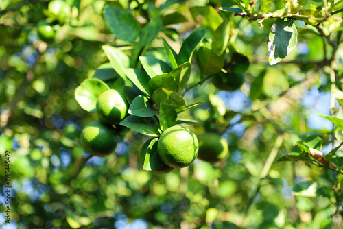 The lemon tree is heavy with brigh, hanging among glossy green leaves. Its fresh citrus scent fills the air, promising a bountiful, juicy harvest in the sunny garden.