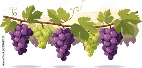 A row of purple and green grape clusters hangs from a vine
