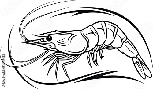 Black and white of a shrimp with detailed body and antennae