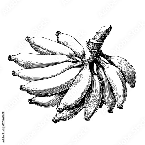 Illustration of a bunch of bananas with detailed line work and shading on a white background surface area