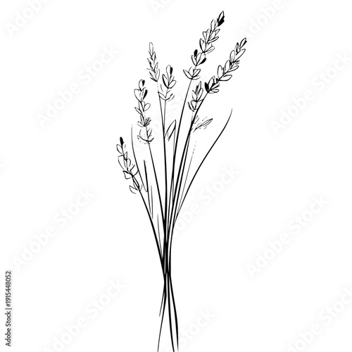 A delicate sketch of several sprigs of lavender with thin stems and small leaves on a white background