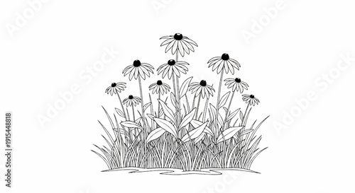 A sketch of black-eyed susans and tall grass in a field