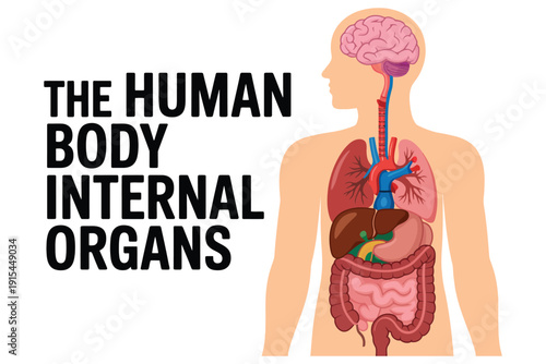 Human body internal organs illustration with detailed anatomy