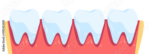 Teeth anatomy healthy gums dental structure cross section showing molars roots pink gum tissue medical diagram