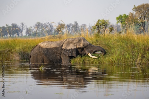 African elephant (Loxodonta africana) grazing in the swamp, Xakanaxa Lagoon, Okavango Delta, Moremi Game Reserve, Botswana