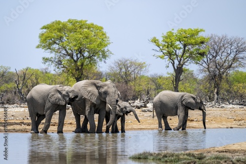 African elephant (Loxodonta africana) drinking at a watering hole, Etosha National Park, Namibia