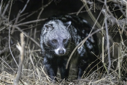 African civet (Civettictis civetta) at night, Kruger National Park, South Africa