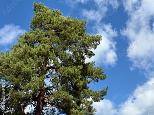 Foto Pine tree Pinus sylvestris Scots pine against blue sky with clouds