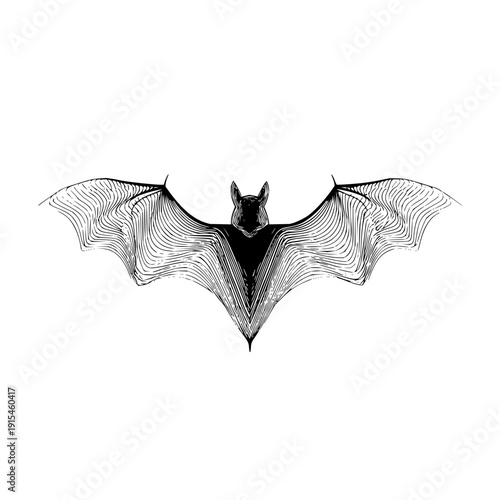 Detailed line drawing of a bat with wings spread wide open against a plain white background image view