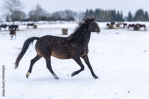 Fotografie Dark brown horse trotting in snowy winter pasture with herd and hay bales in bac