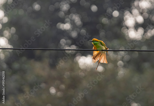 Green bee eater bird