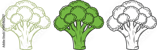 Broccoli vegetable illustration set in outline, colored, and black white styles for organic food and nutrition design