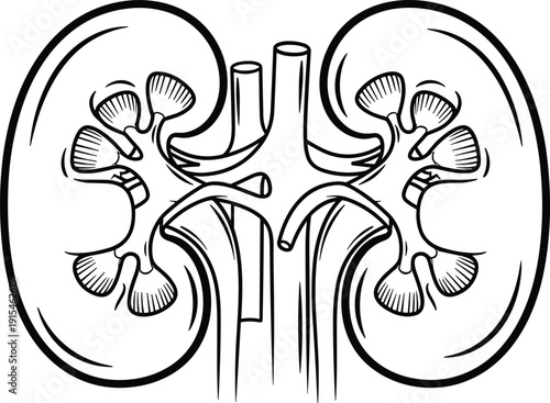 Black and white vector line art illustration of human kidney anatomy showing internal renal structure and blood vessels for medical education healthcare and urology branding