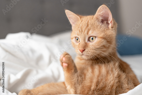 Wallpaper Mural Curious ginger tabby kitten sitting on white bed sheets and looking sideways in soft natural light, cozy bedroom interior with shallow depth of field and copy space. Torontodigital.ca
