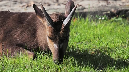 A lazy antelope, the sitatunga (Tragelaphus spekii), eats grass while lying down.