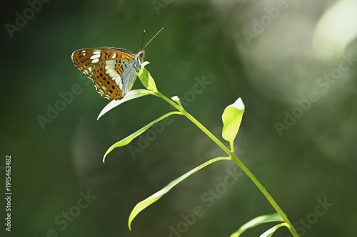 White admiral (Limenitis camilla) (Syn.: Ladoga camilla), lower view, Switzerland