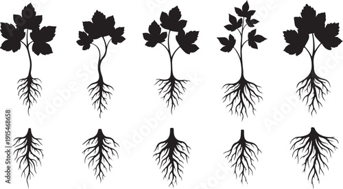Black Silhouettes of Plants with Roots Growing