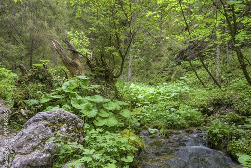 Stream in the gorge Nove Diery, Terchová, Žilinský kraj, Slovakia