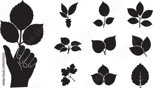 Hand holding leaves and various leaf silhouettes collection