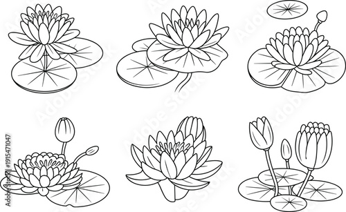 Black and white line of various lotus flowers and leaves on water line black and white water lilies