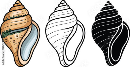 Seashell silhouette & Outline and illustration set isolated on transparent background